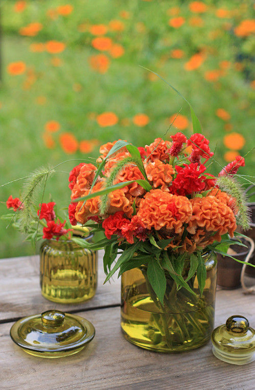 ケイトウで楽しむ、初秋のフラワーアレンジ