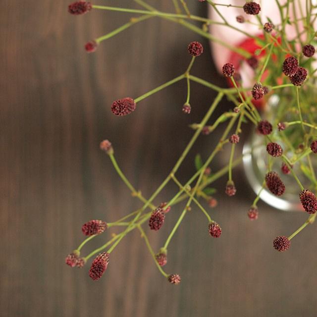 花屋直伝！ドライフラワーにオススメなワレモコウの飾り方