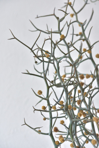 インテリアに取り入れたいグリーン＆文字アート　～　「ナチュラルな暮らしのヒント」から