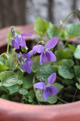 雑草除けになるスミレのグランドカバー