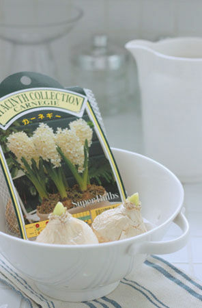 春待ちインテリアとしても素敵な水栽培