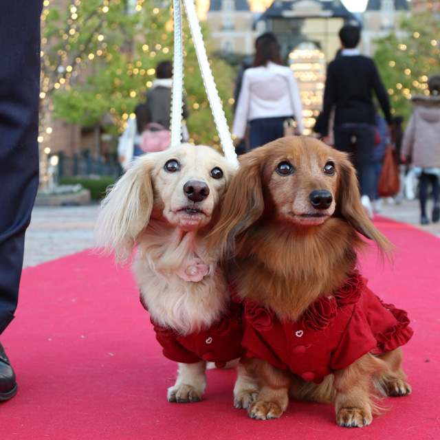 犬旅コンサルタントが教える！ わんちゃんと楽しめるクリスマスイベント
