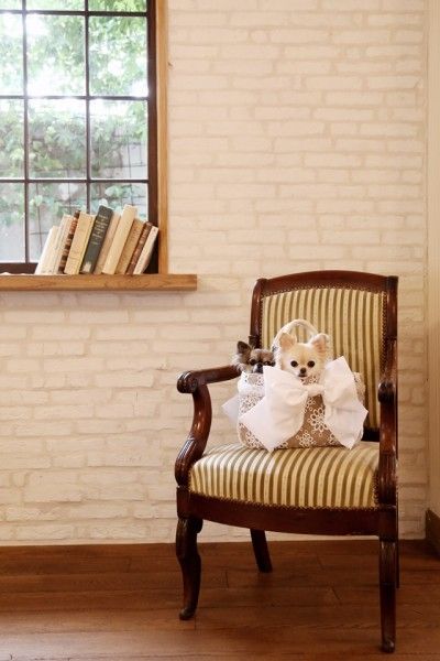 ハウススタジオで、愛犬とフォトレッスン♪　撮影会レポート