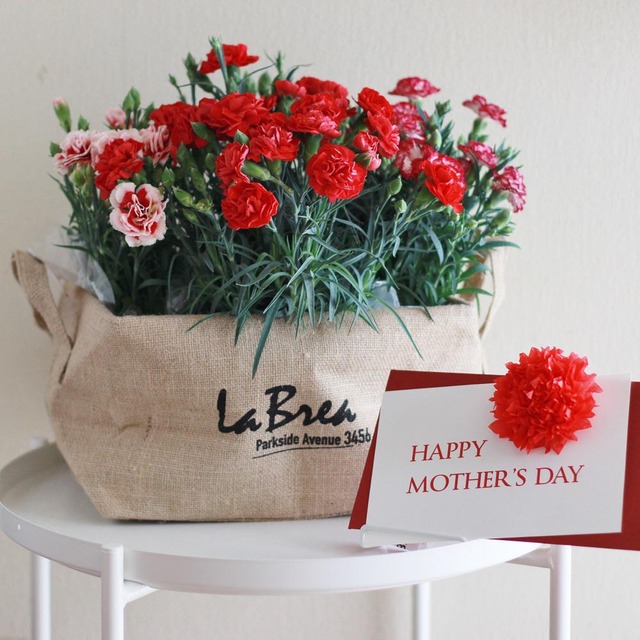 母の日前日でも間に合う！ カーネーションの鉢植え100均アレンジ