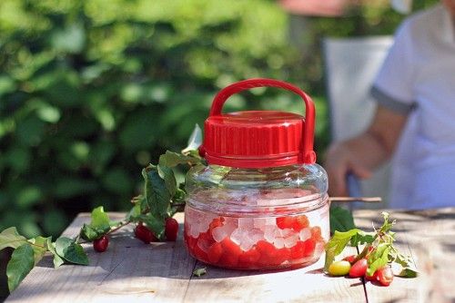 真っ赤なグミの実。グミ酒を作りました