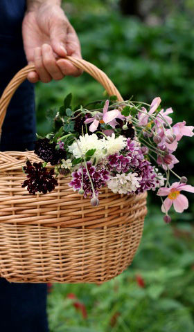 秋の花を楽しむ１　野に咲く花のように