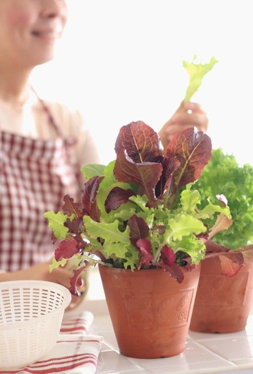 アリス・ウォータースさんに憧れて～1月に植えたガーデンレタス、楽しんでいます！