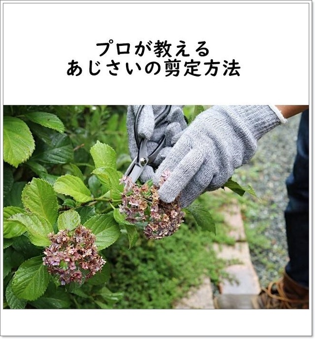 プロが教える！ 来年もたくさん花を咲かせるアジサイの剪定方法