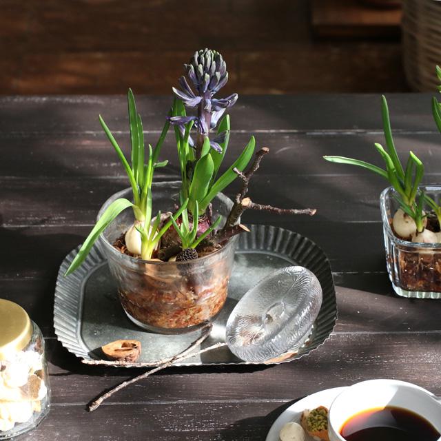 今が旬！球根花のテラリウムアレンジの作り方