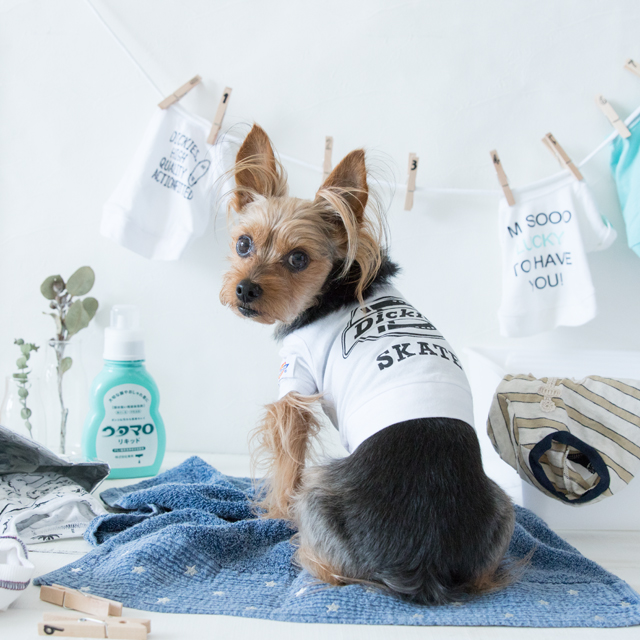 犬服のお洗濯★Ｔシャツを長持ちさせる３つのコツ