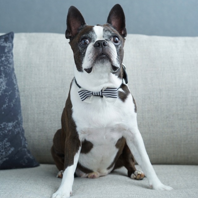 ワンコとおうちでお気楽女子会！ リボン編