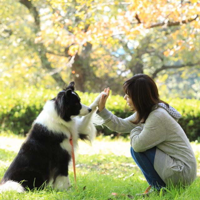 来年は戌年！ 年賀状用にワンコをオシャレに撮る５つのポイント