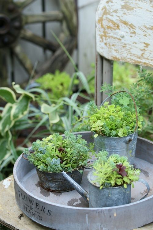 セリアのブリキ缶で多肉セダムを増やそう♪