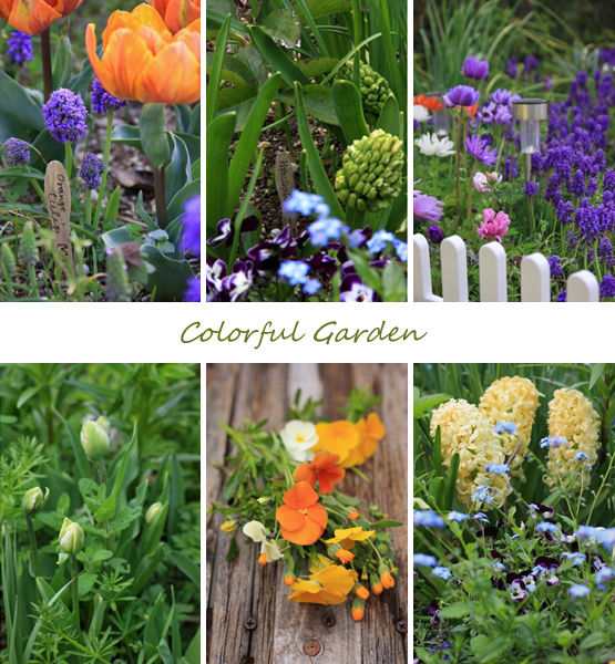 ヒヤシンスやムスカリ・・・晩秋に植えた球根が咲いてます