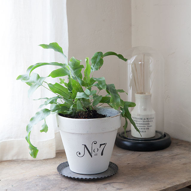 簡単ペイントで植木鉢をアップサイクル 狭い空間も洋書風ガーデニング♪