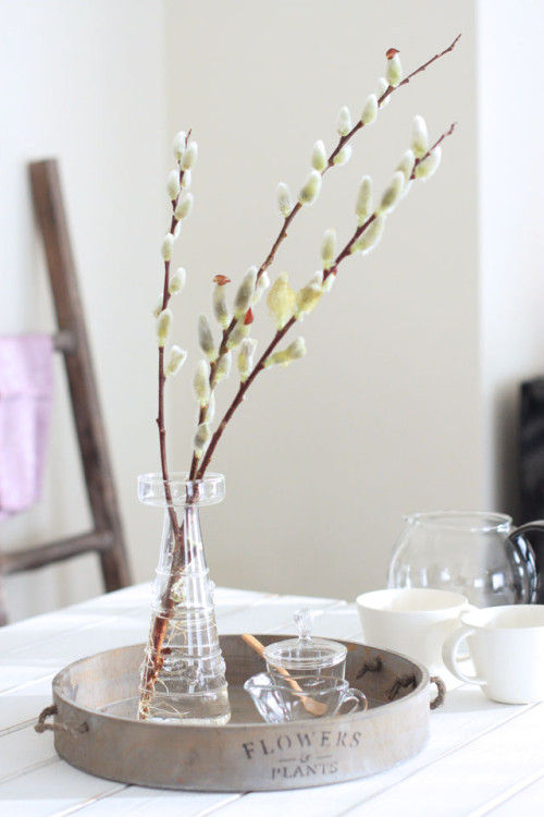 猫のしっぽ？　ふわふわ毛並みのネコヤナギ