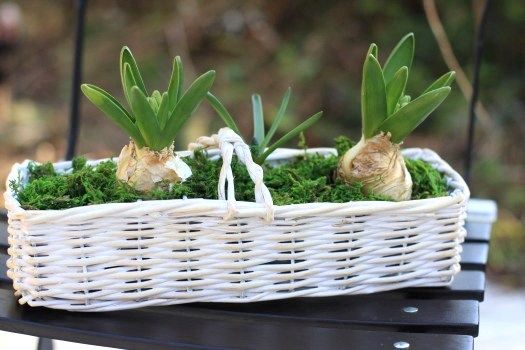 春本番まで待てない！？切り花ヒヤシンスの簡単アレンジ