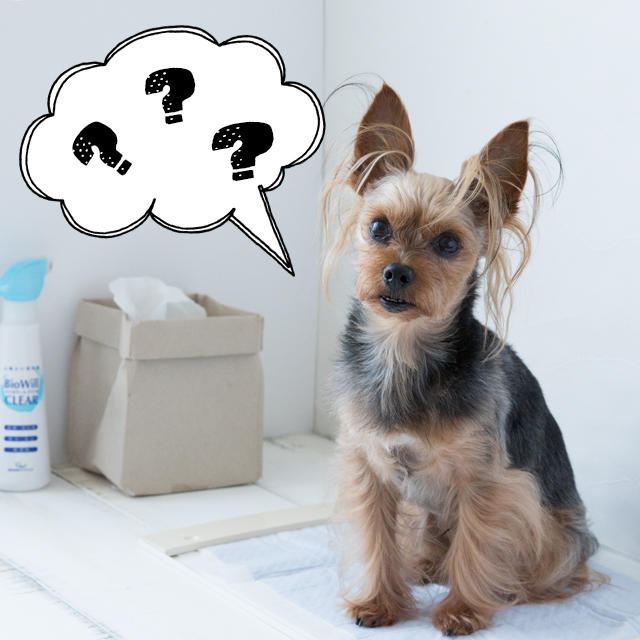 それって本当？ 犬のトイレトレーニングで”声かけ”は有効？