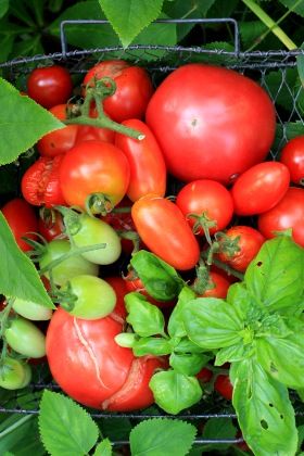 コンパニオン・プランツ～トマト×バジル～