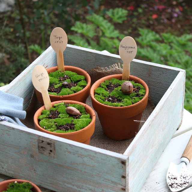 自然と遊ぶ♪　拾ったどんぐりから“どんぐり盆栽”を作ろう