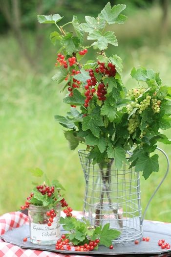 房スグリのアレンジ～短い旬楽しむ～