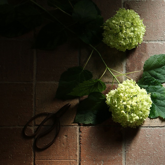 意外と簡単♪　ドライにもなる紫陽花アナベルを挿し木で増やそう