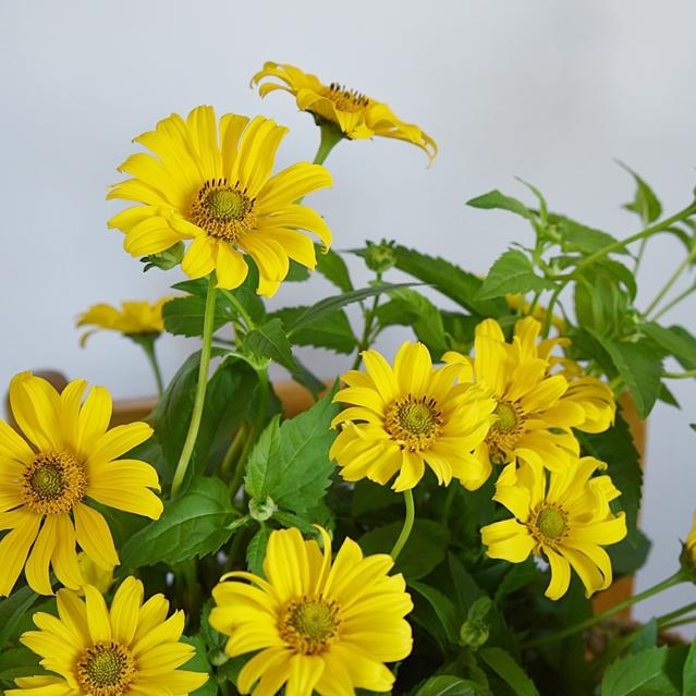【上州道の駅・ぶらり旅】後編　ガザニアのバスケットアレンジ