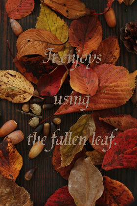 落ち葉を使って簡単インテリア・アレンジ