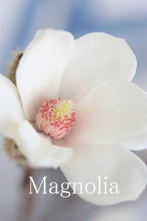一足お先に春～ノーブルなマグノリア(辛夷)を飾る