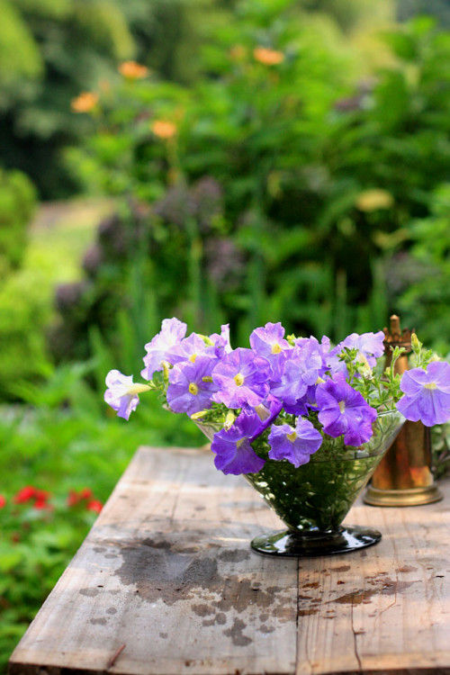 真夏の庭仕事～ペチュニアの切り戻しとアレンジ～