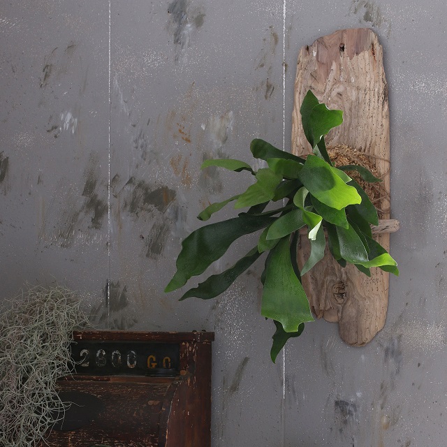 コウモリラン（ビカクシダ）＋流木の壁かけアレンジで、男前インテリアを楽しむ