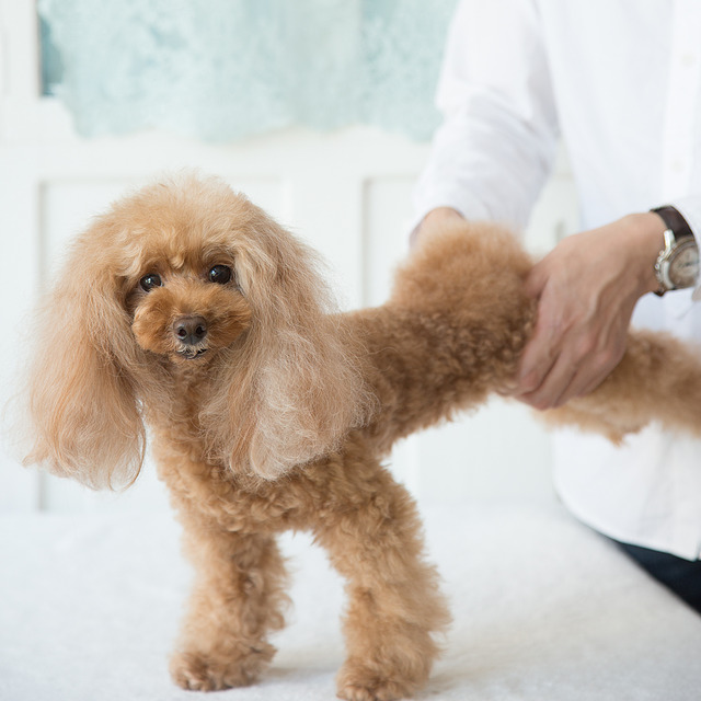 わんちゃんを健康にする！ TAKUMA先生の「わんこのストレッチ」の世界